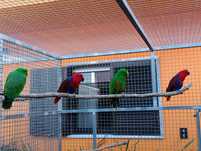 Papagaios ECLETUS para venda