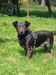 Nero do adopcji - fundacja A.S.H.