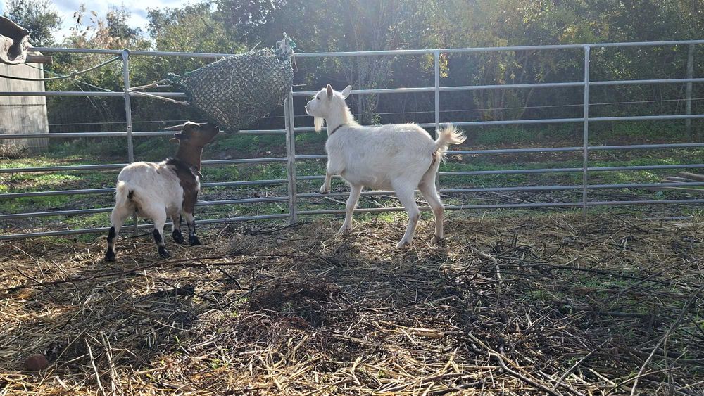 Cabritas ana e microana