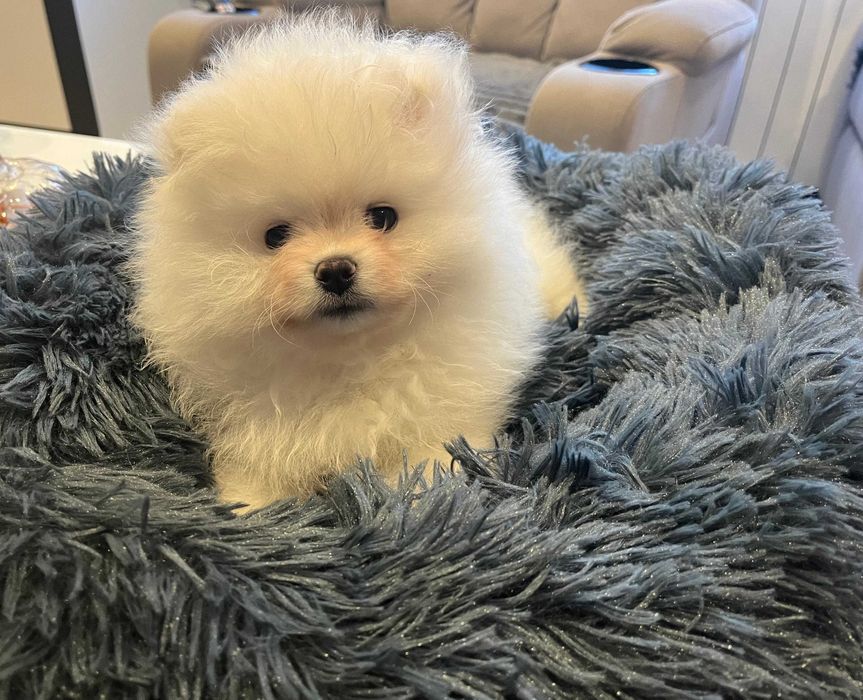 Pomeranian – kremowy przystojniak