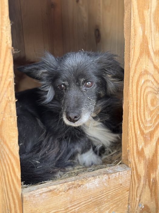 6kg sunia Piołunka szuka domu! Adoptuj!