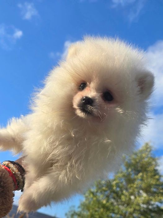 Szpic miniaturowy pomeranian