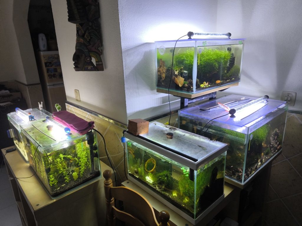 Aquários de peixes e neocaridinas completos.