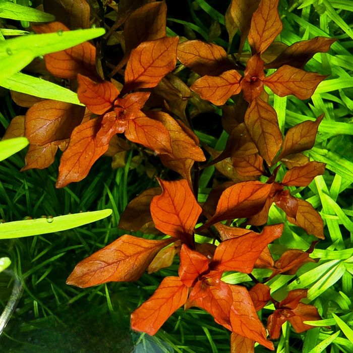 Акваріумні рослини