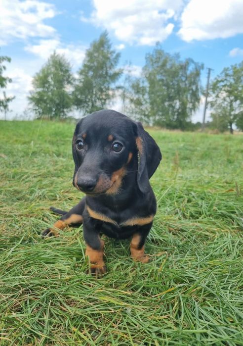 jamnik czarny krótkowłosy