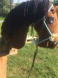 Gniady hobby horse
