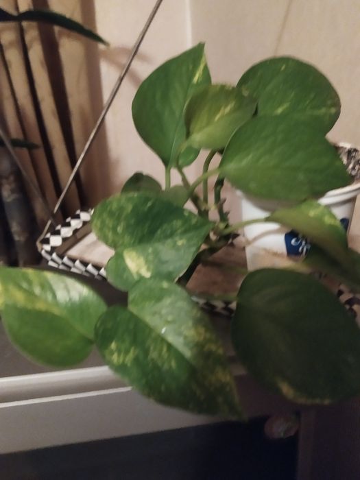 Сциндапсус золотистий -