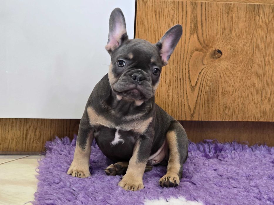 Buldog Francuski śliczny piesek Blue Tan