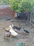 Vendo patos de raça Ruan