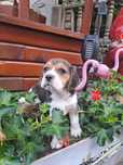 Śliczna sunia beagle tricolor.