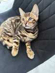 Kocurki koty kocięta bengalskie