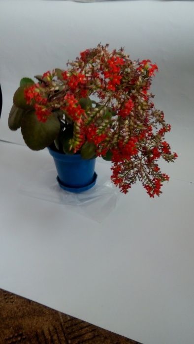 цветок каланхоэ декоративное бриофиллум мадагаскарский колокольчик
