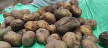 Ziemniaki odpad od jadalnych 30gr/kg