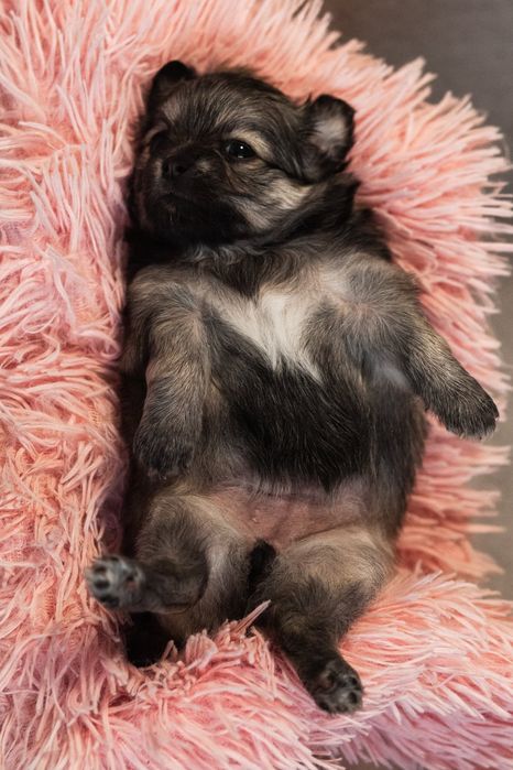 Chihuahua długowłosa suczka