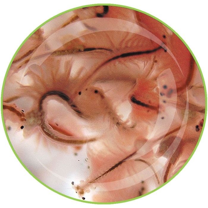 Artemia solowiec  dla ryb akwariowych