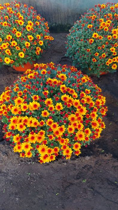 Chryzantemy drobnokwiatowe od producenta