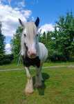 Klacz, 6 lat, w ciąży, Tinker Irish Cob