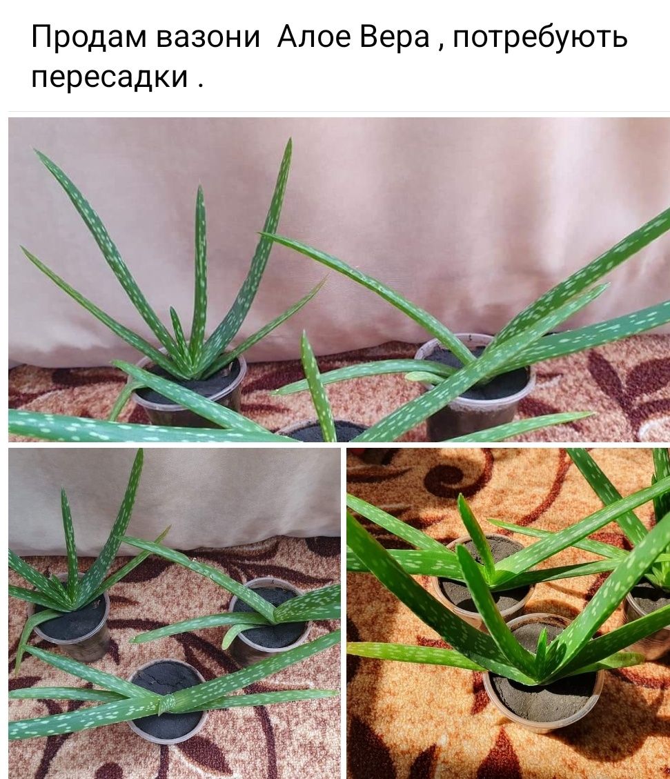 Алое вера , вкорінені вазон кімнатні рослини