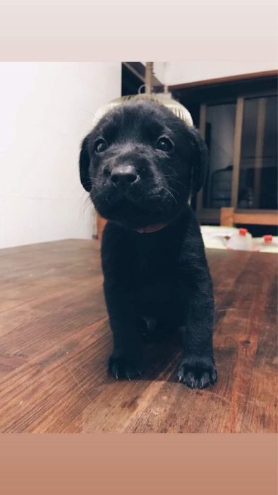 Labrador preto 2 meses