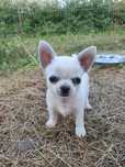 Śliczny piesek chihuahua