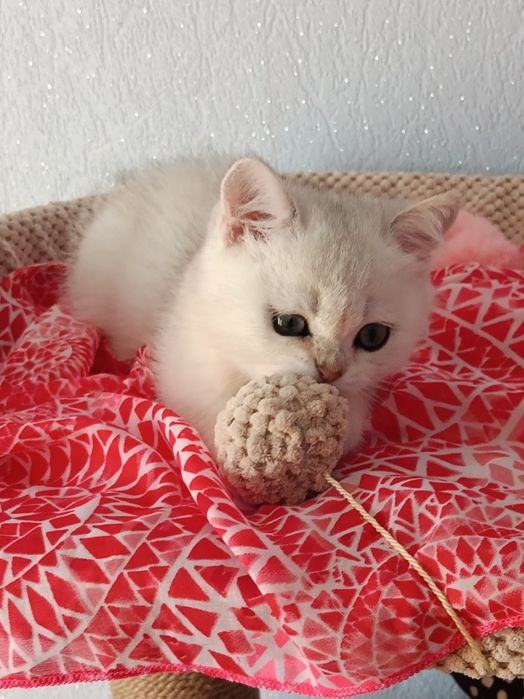 Мультяшний котик вільний