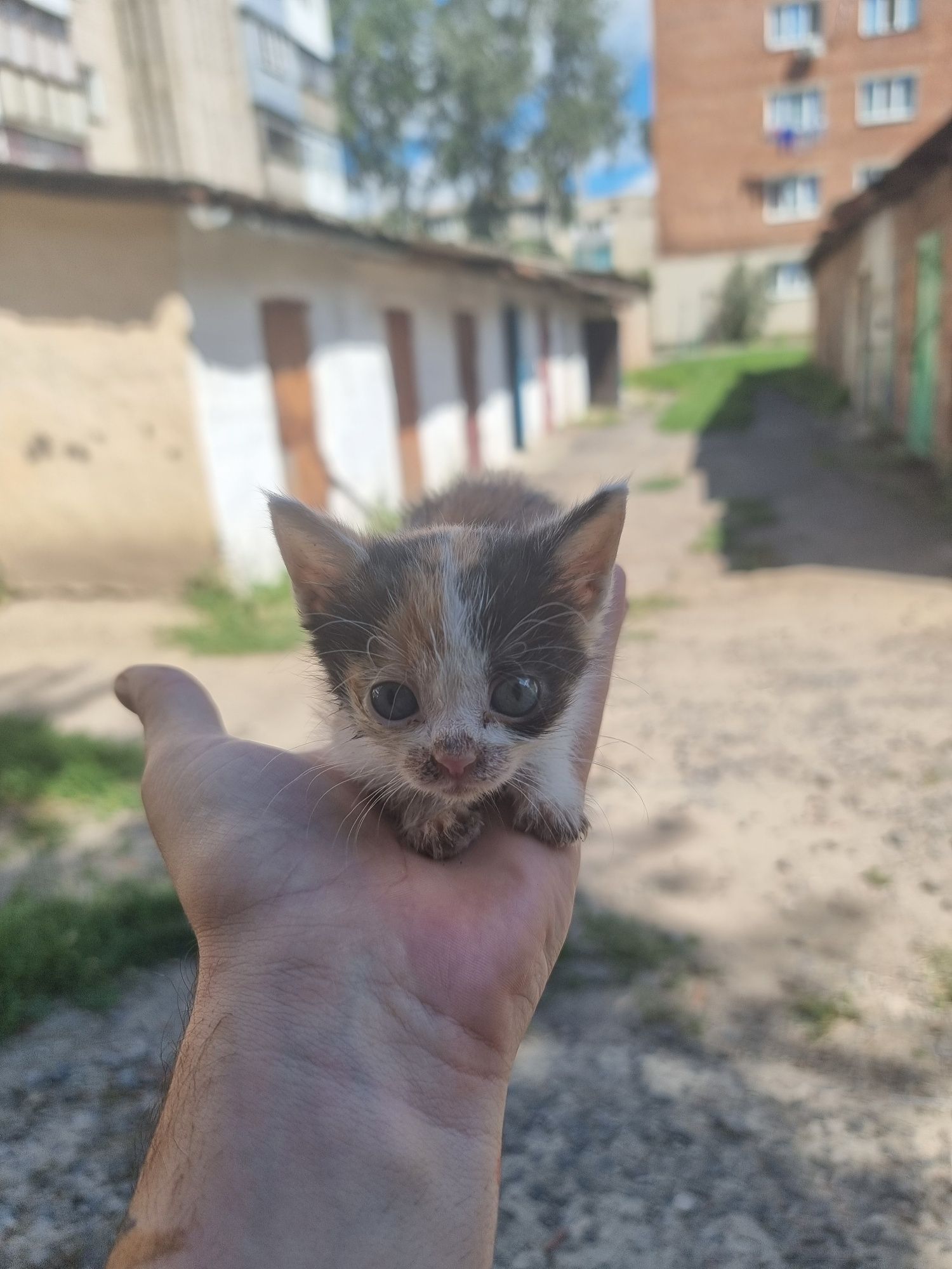 Кошеня шукае родину