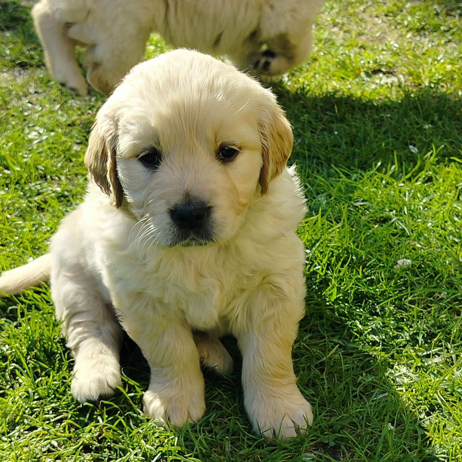 Golden Retriever