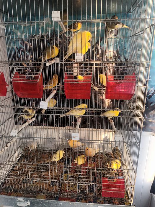 Canários miniaturas espanhois e llarguets