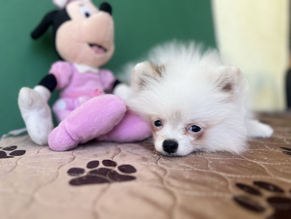 Дівчика міні патік