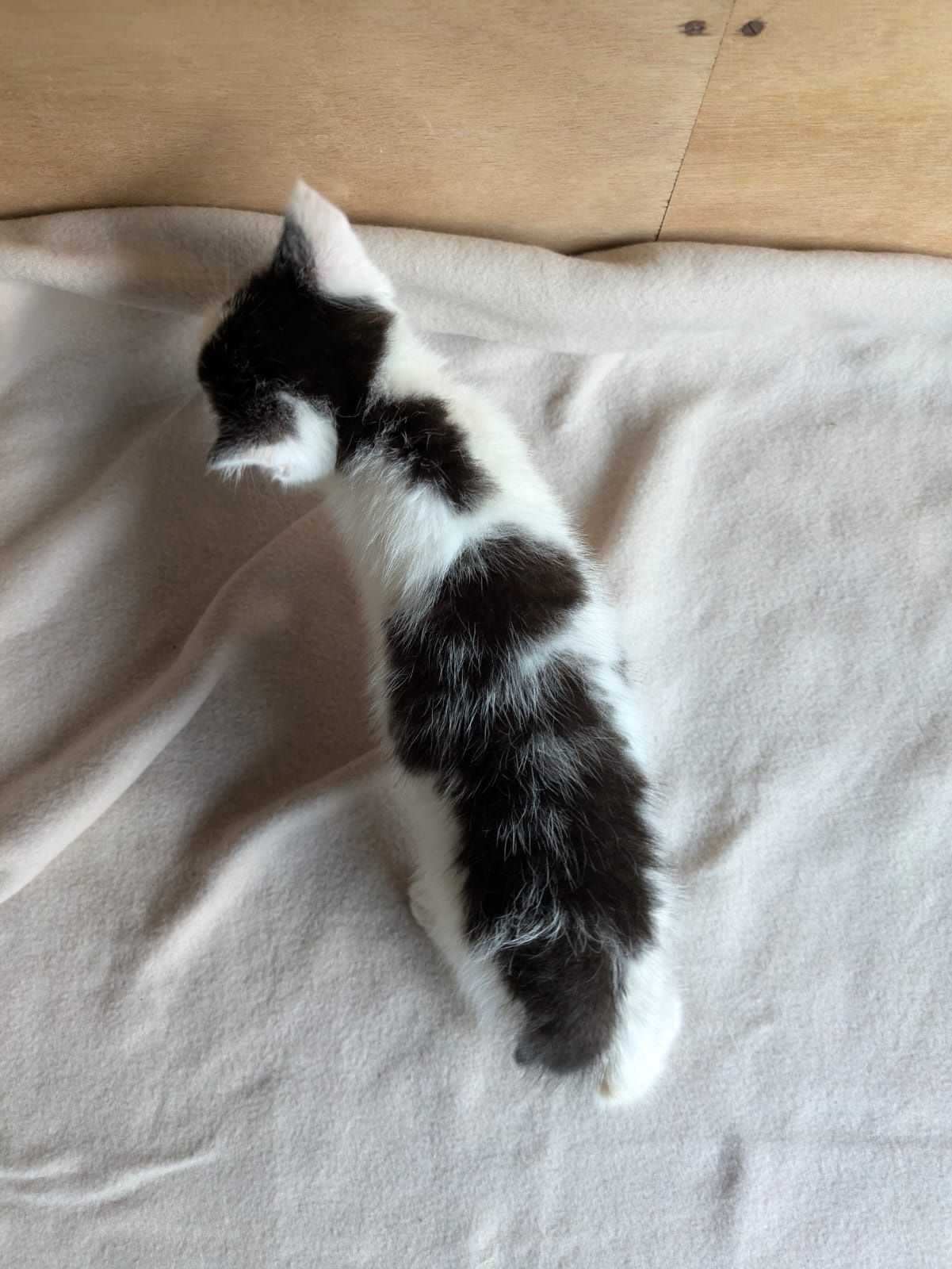 Mały Kotek Kot do adopcji