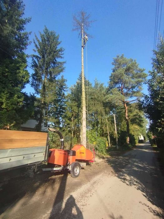 Wycinka i przycinka drzew, krzewów + rozdrabnianie gałęzi