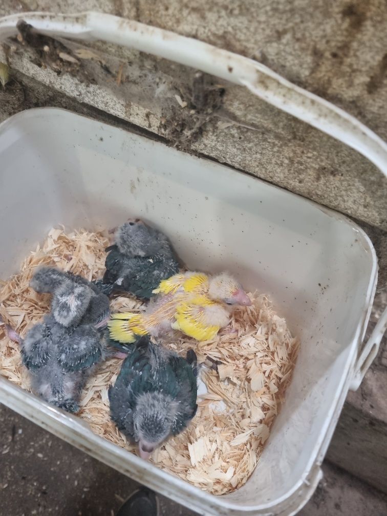 Kakarikis bebes para acabar de alimentar a mao