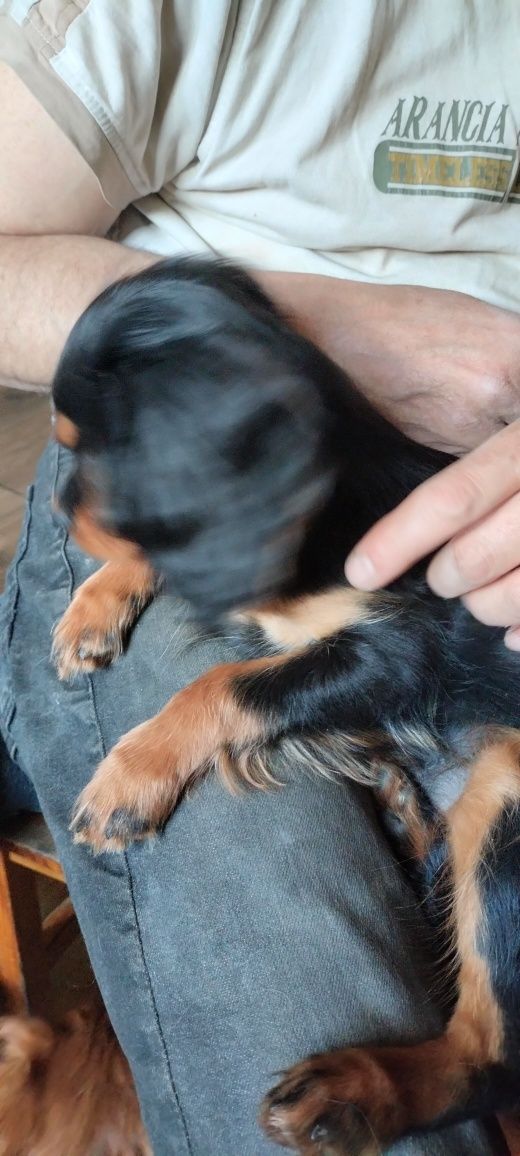 Cavalier King Charles Spaniel