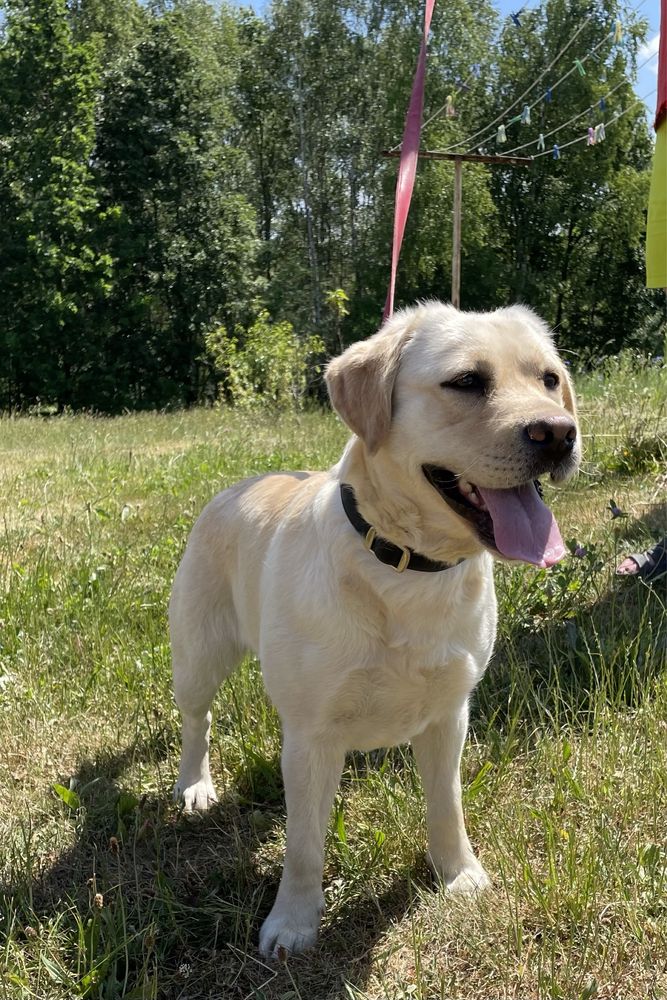 Labrador Retriever