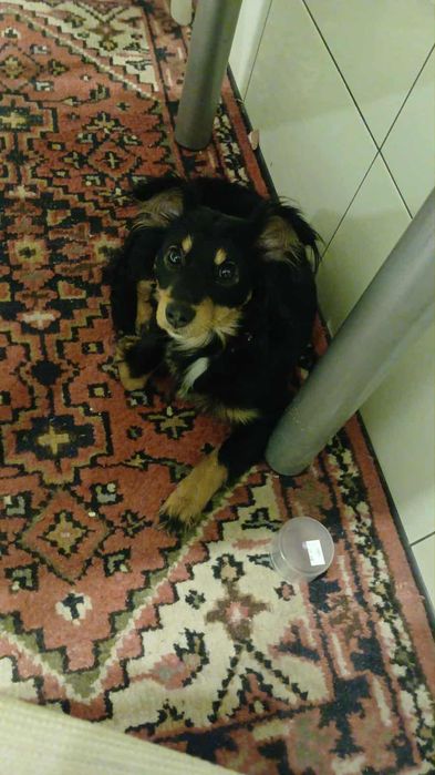 Piesek kundelek do oddania w dobre ręce