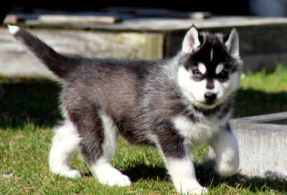 Szczeniak piesek Siberian Husky,  samiec odbiór grudzień  ZKwP/FCI