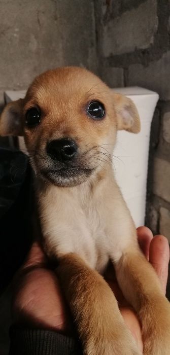 Отдам в хорошие руки