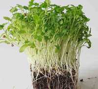 microgreen coentro microvegetais