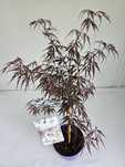 Klon palmowy 'Firecracker' (Acer palmatum 'Firecracker')