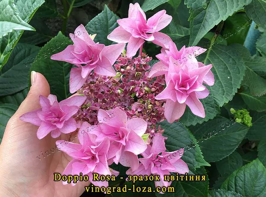 Гортензія широколиста (крупнолиста) 19 сортів