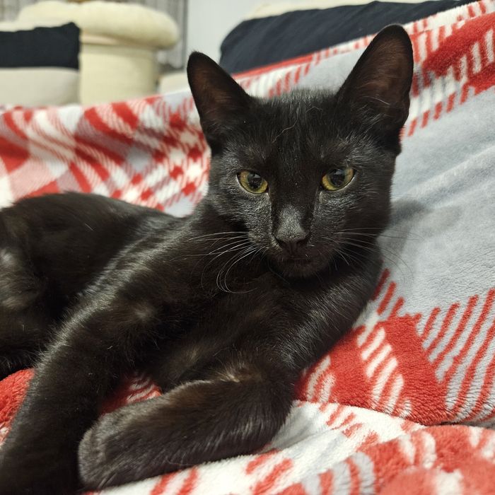 Czarnulka do adopcji