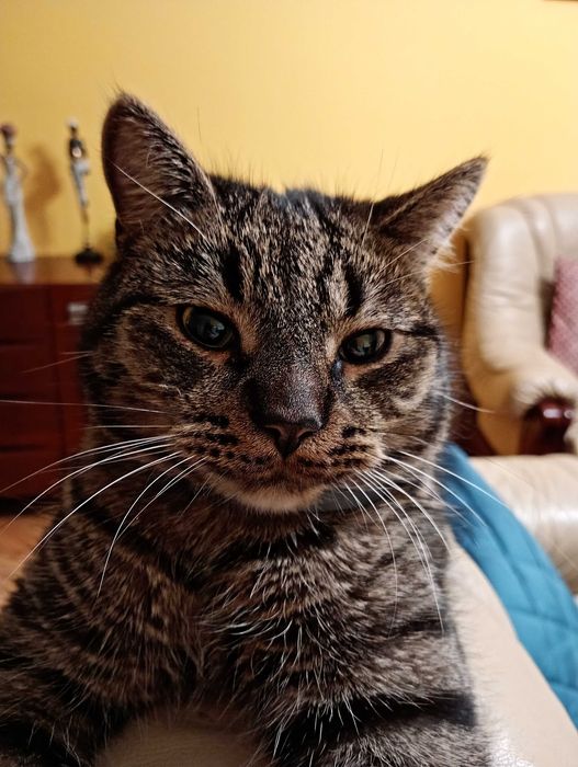 Zaginął kot Bercik