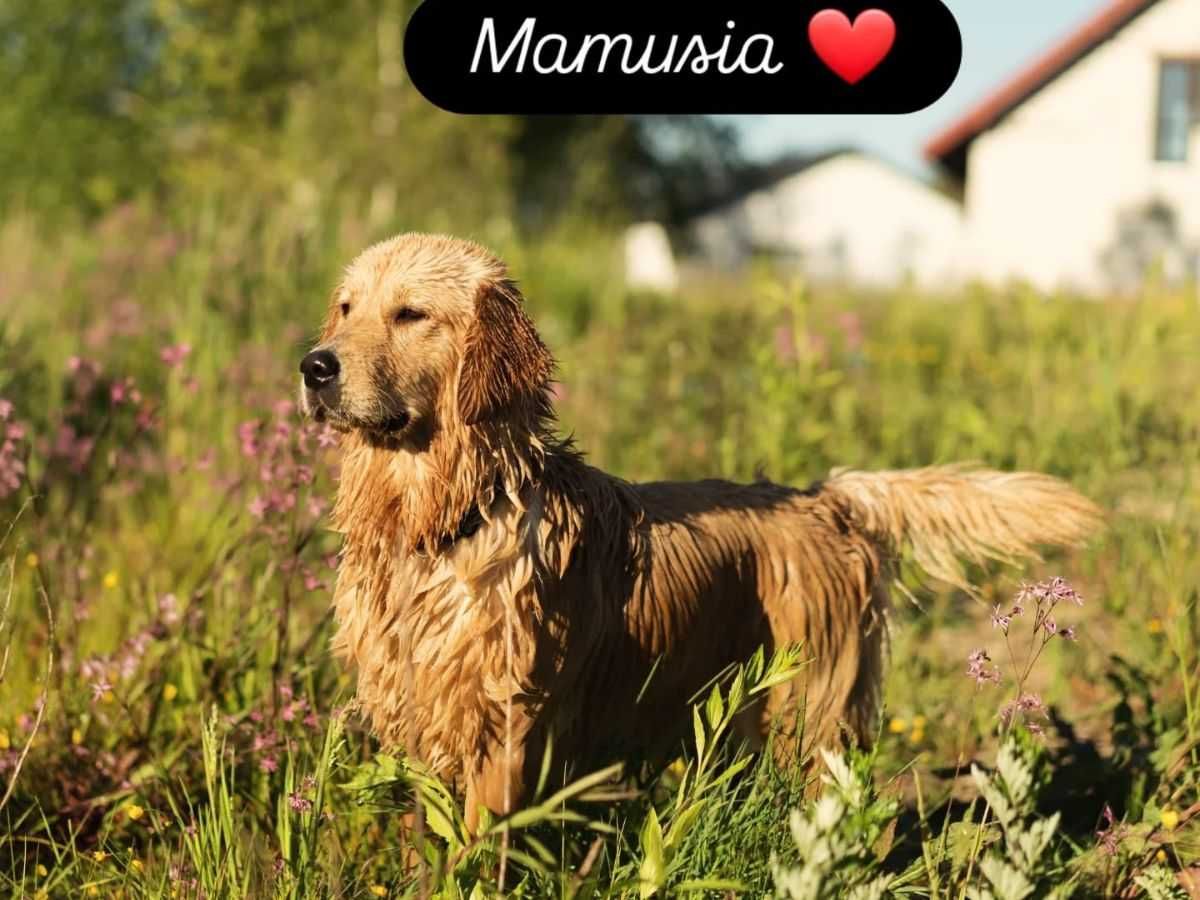 Golden retriever - linia amerykańska