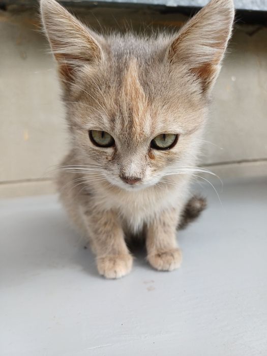 Маленьке кошеня. 2 місяці