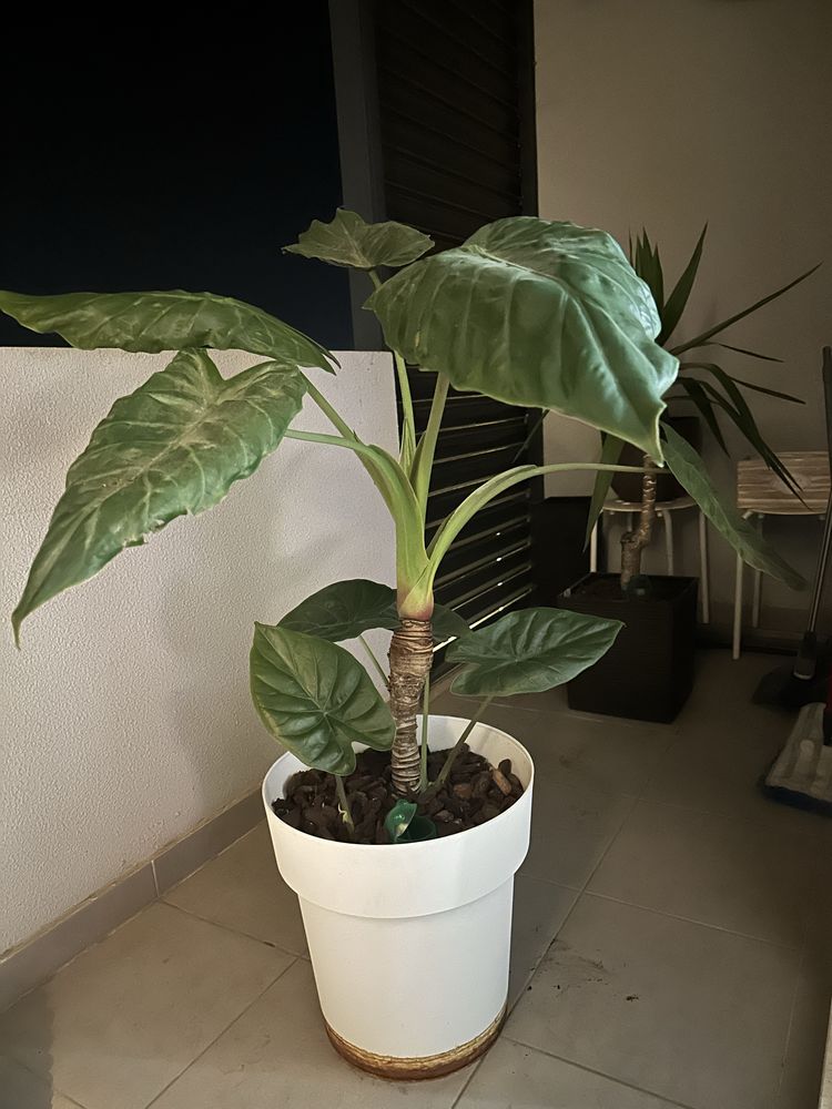Plantas verdadeiras grandes