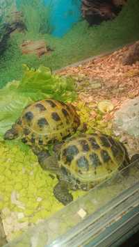 Среднеазиатские черепахи - ПАРА!!! Продам вместе с террариумом