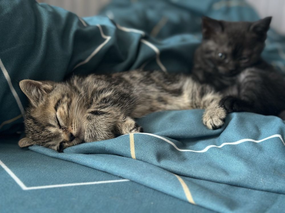 Милі шотландські кошенята