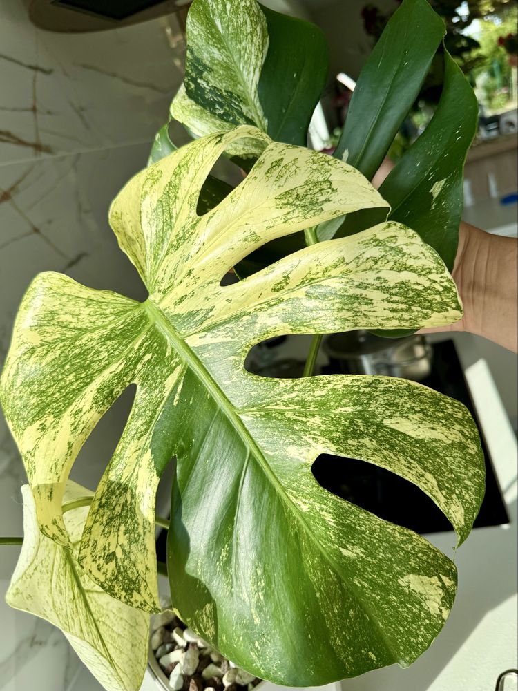 Monstera  Mint szczyt 3 liscie