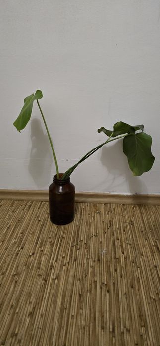 Монстeра Деликатесная