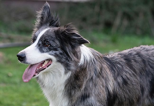 Border Collie suczka czarno-biała, szczenię 5 mc